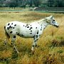 Appaloosa 01